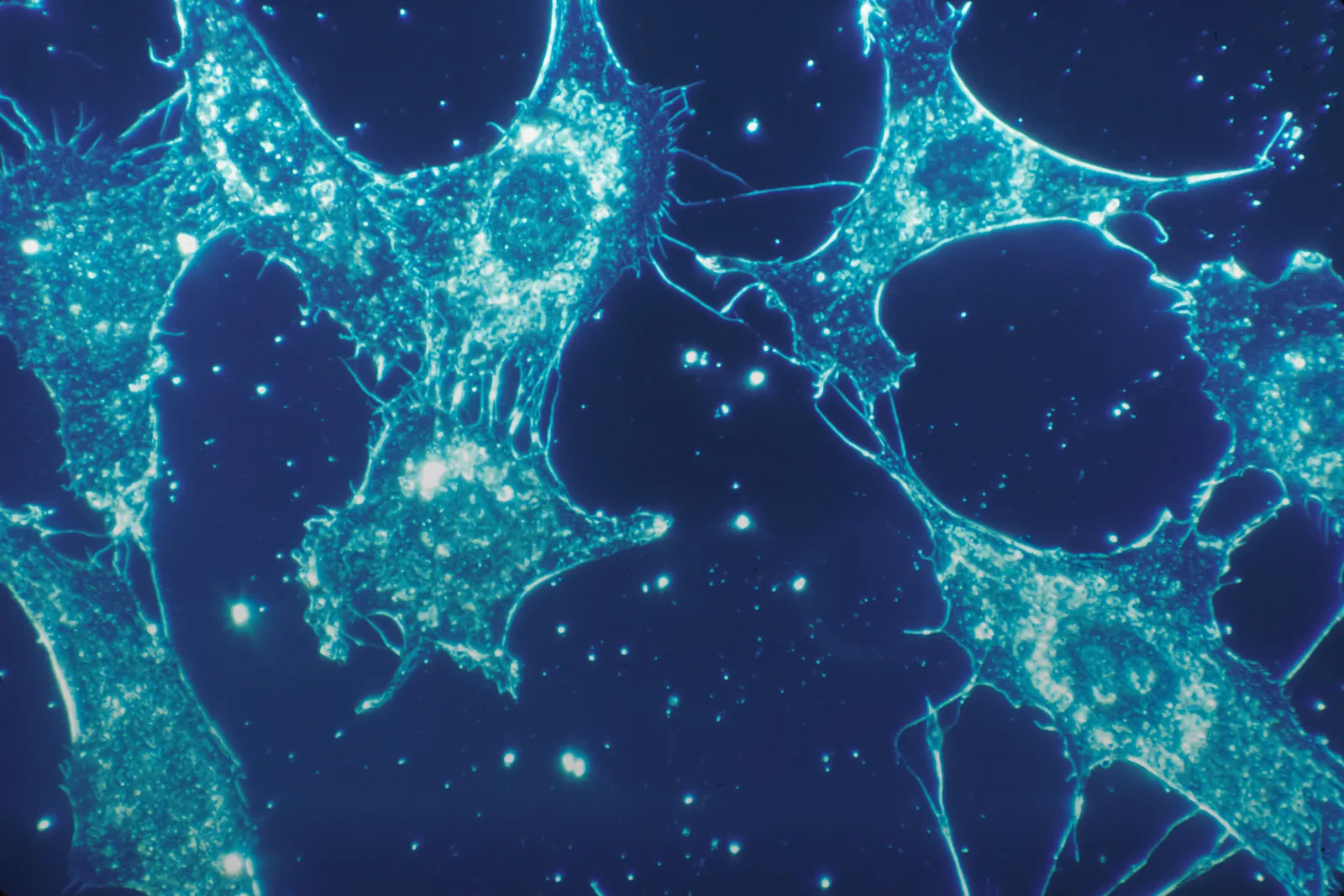 GENEB: Why Genomic Foundation Models Are So Hard to Compare