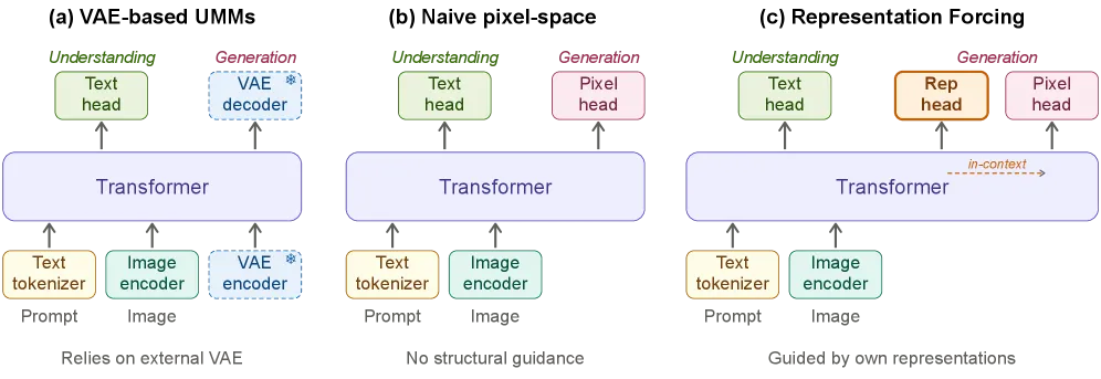 Representation Forcing: Unified Multimodal Models Without a VAE